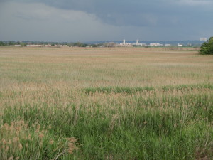 Empire tract - Non-tidal marsh. View northeast from Paterson Plank Road